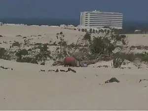 ステファニア-ドーセ-ステファニア(20 ...